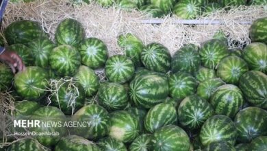 واکنش سازمان ملی استاندارد به ویدئوی جنجالی هندوانه صادراتی